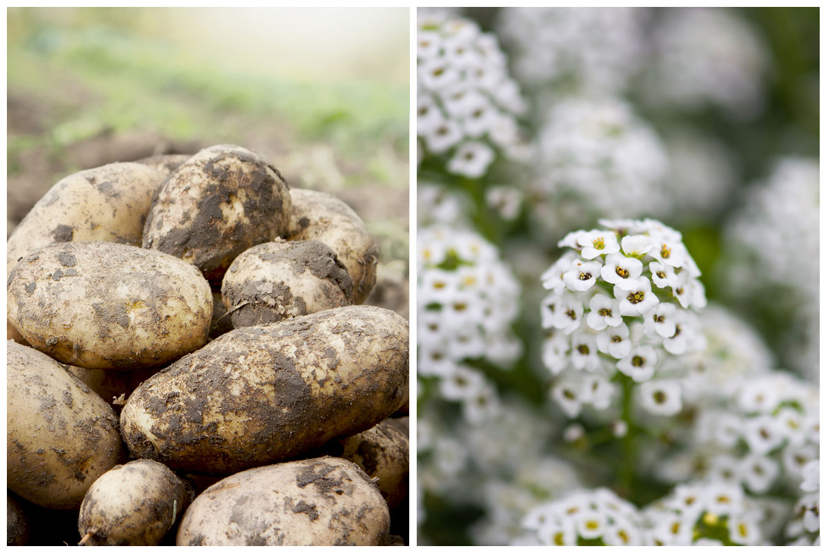 Potatoes and sweet alyssum